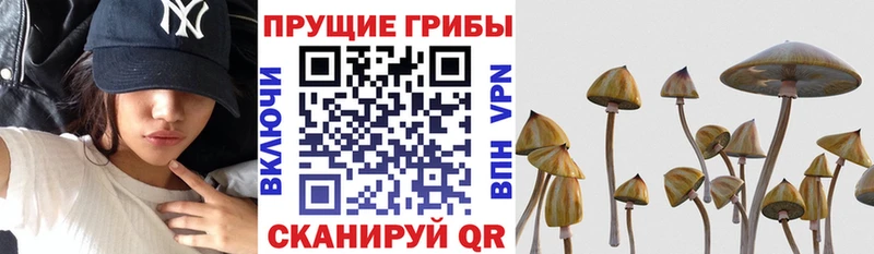 где купить наркотик  Богородск  Псилоцибиновые грибы мухоморы 